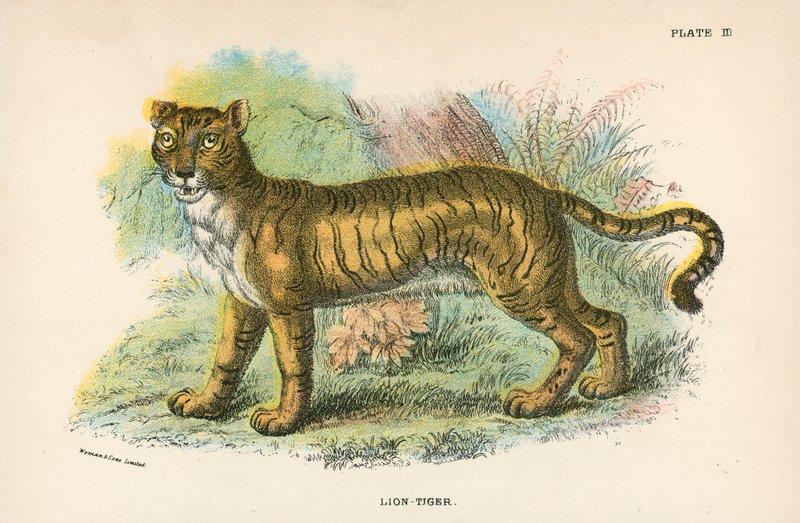 Lion-Tigre - English School
