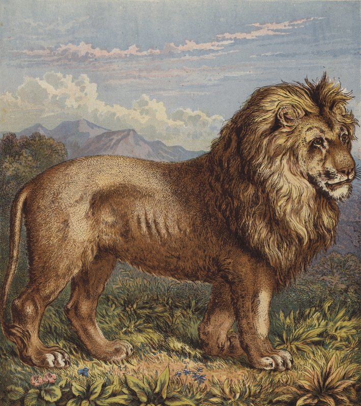 Lion - English School