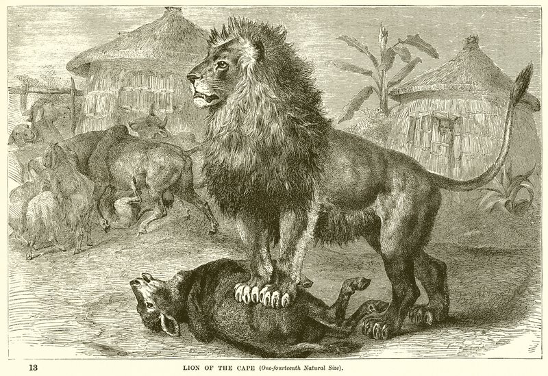 Lion du Cap - English School