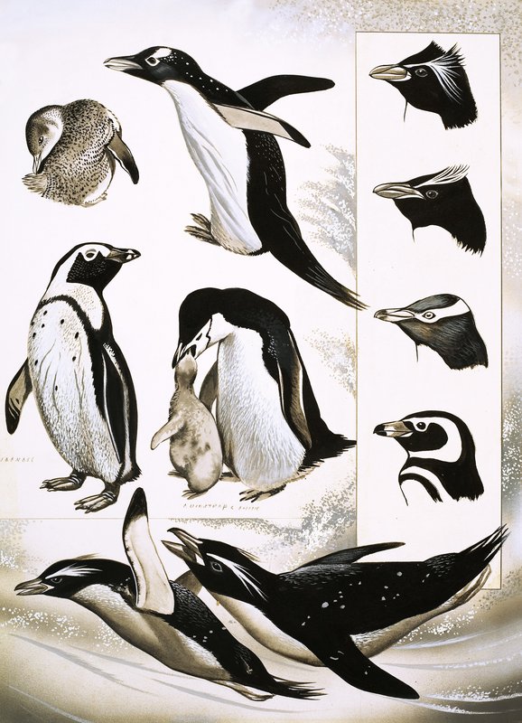 Regarder la Nature : Que sont les Manchots Sphéniscidés ! - English School