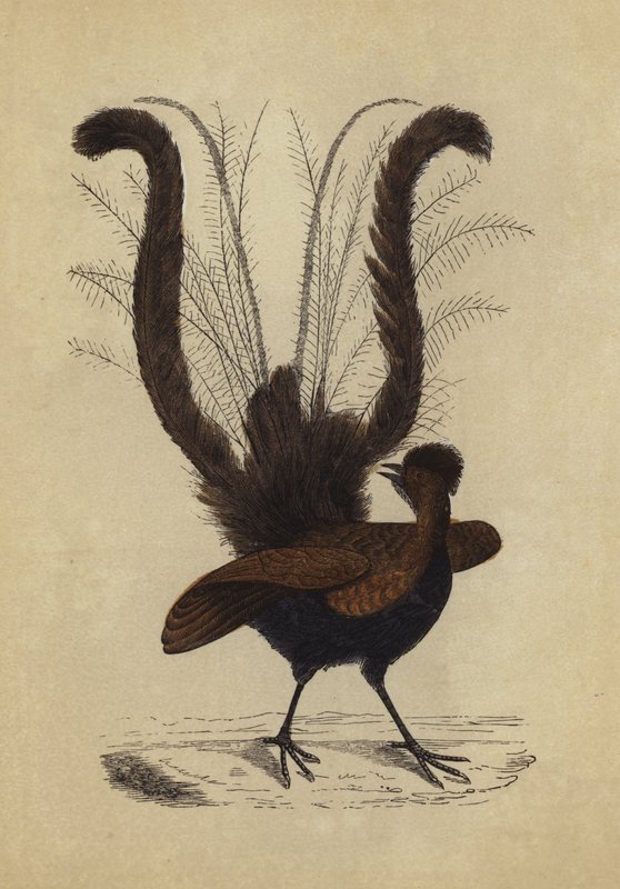 Oiseau-lyre - English School