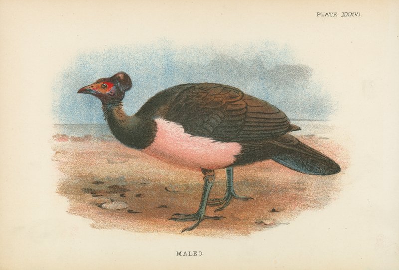 Maleo - English School