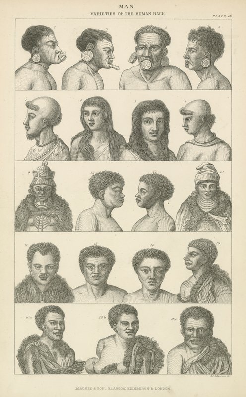 Homme. Variétés de la race humaine - English School