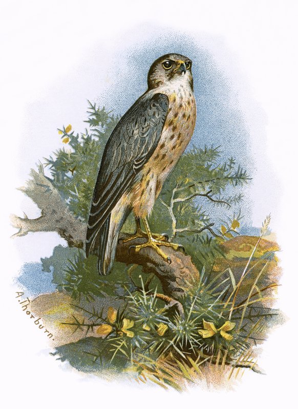 Merlin - English School