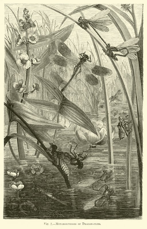 Métamorphoses des libellules - English School