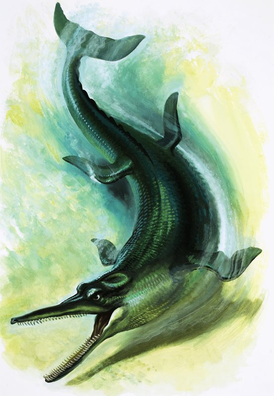 Metriorhynchus - English School