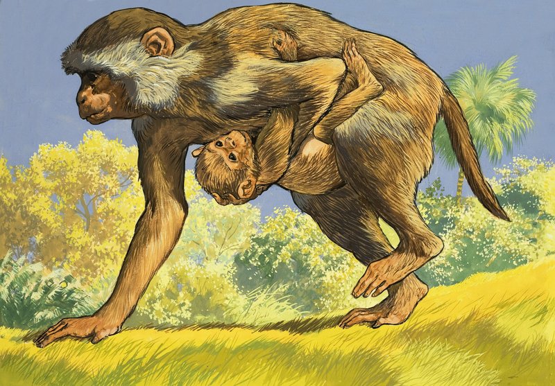 Singe portant un bébé singe - English School