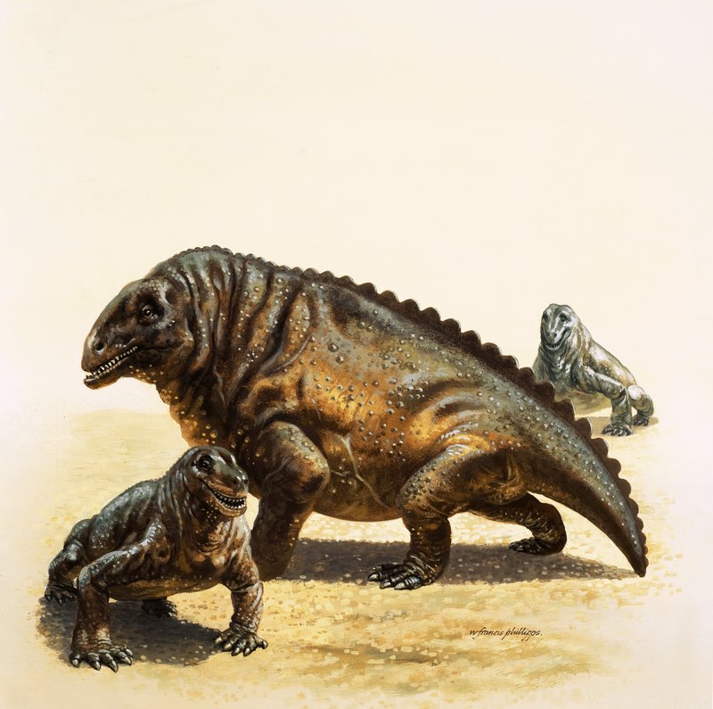 Moschops - English School