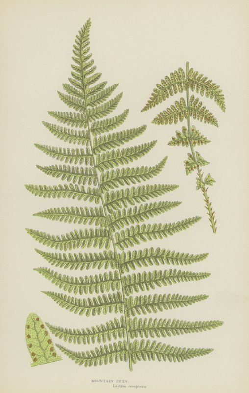Fougère des montagnes - English School