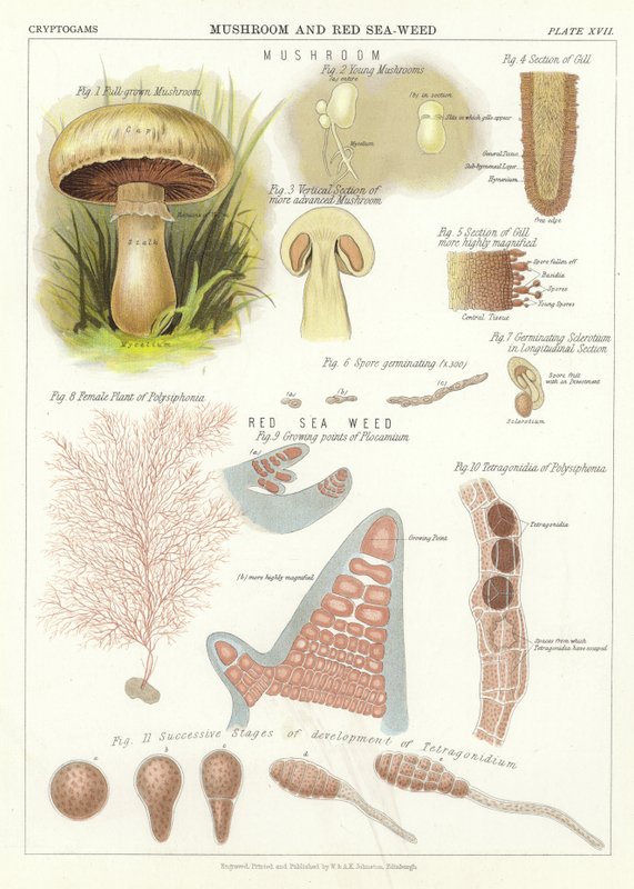 Champignon et algue rouge - English School