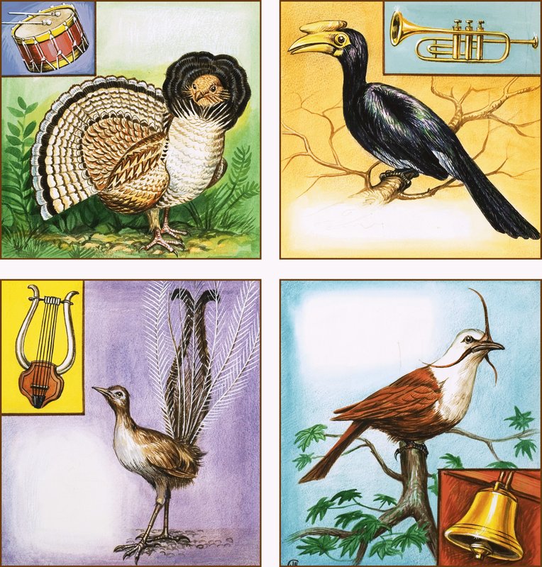 Oiseaux instruments de musique - English School