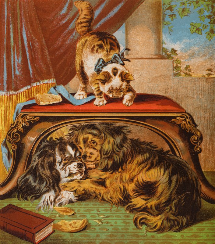 Mon chaton - English School