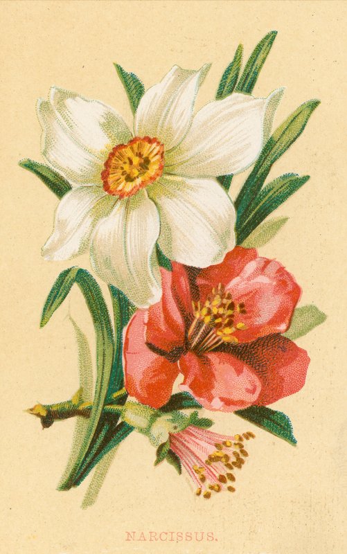 Narcisse - English School