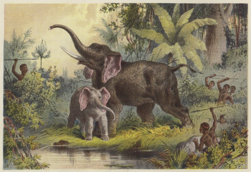 Autochtones harponnant un éléphant - English School