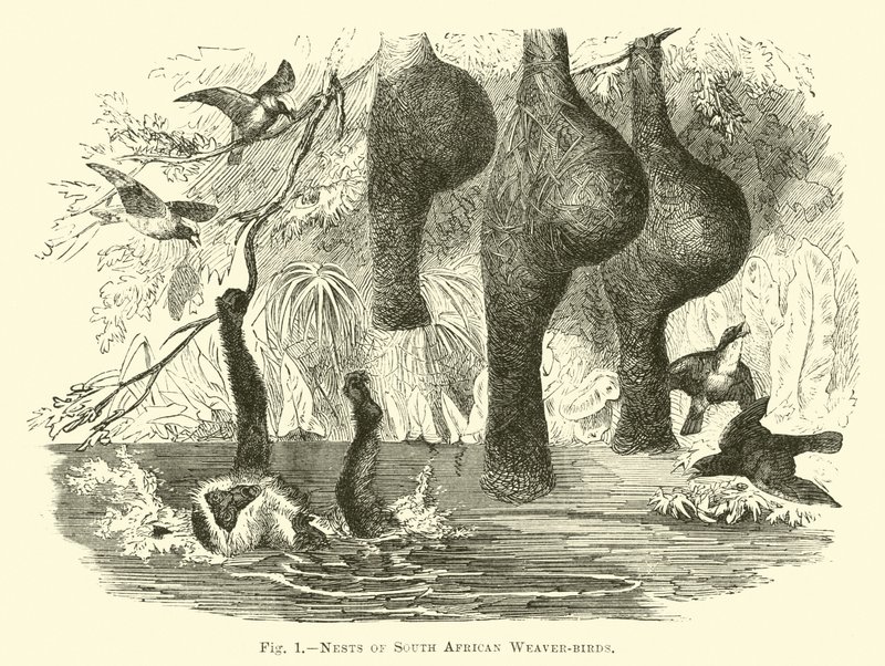 Nids de tisserins sud-africains - English School