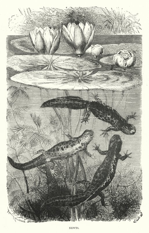 Tritons (gravure) - English School