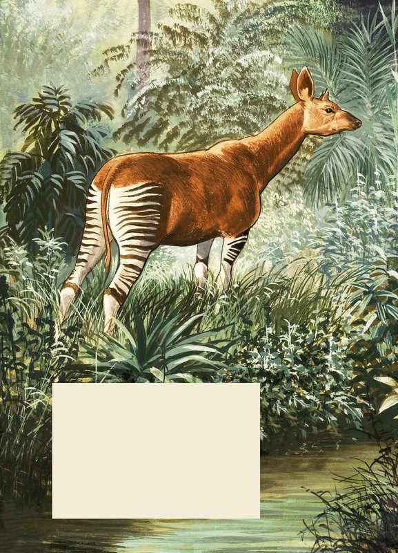 Okapi - English School