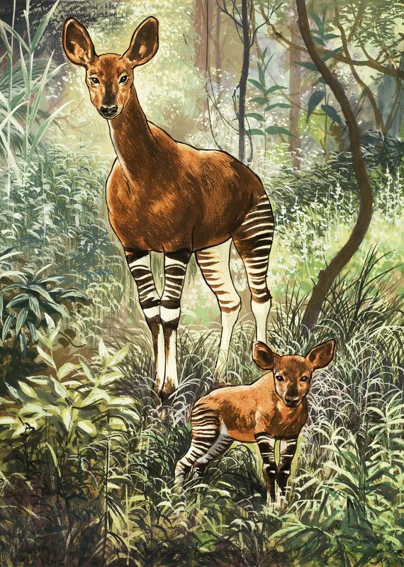 Okapis du Congo - English School