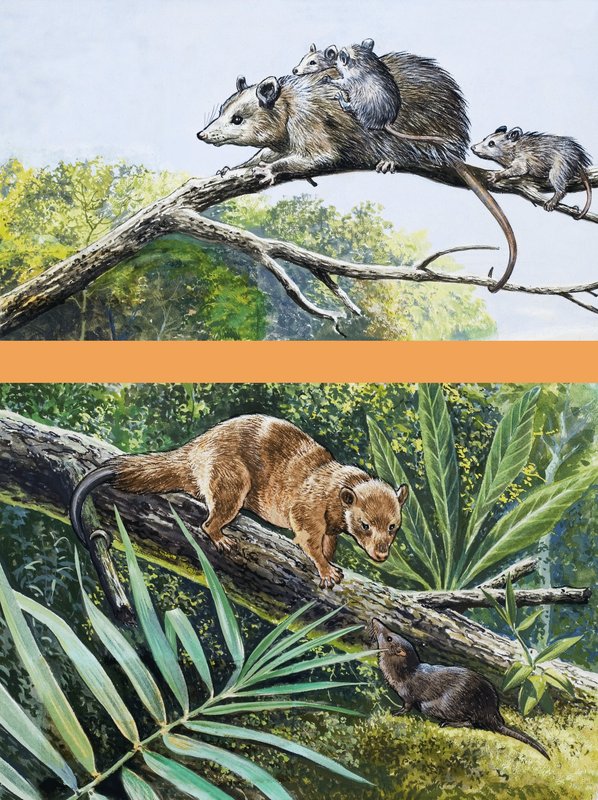 Opossums - English School