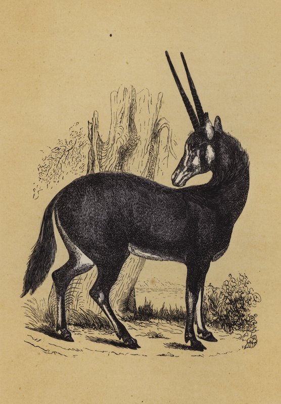 Oryx - English School
