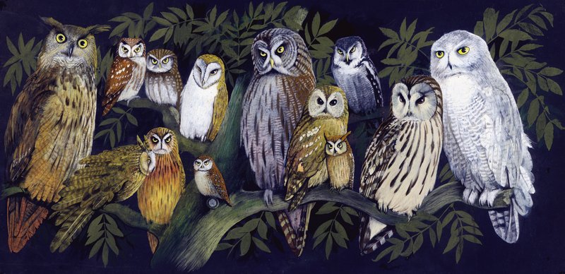 Chouettes - English School
