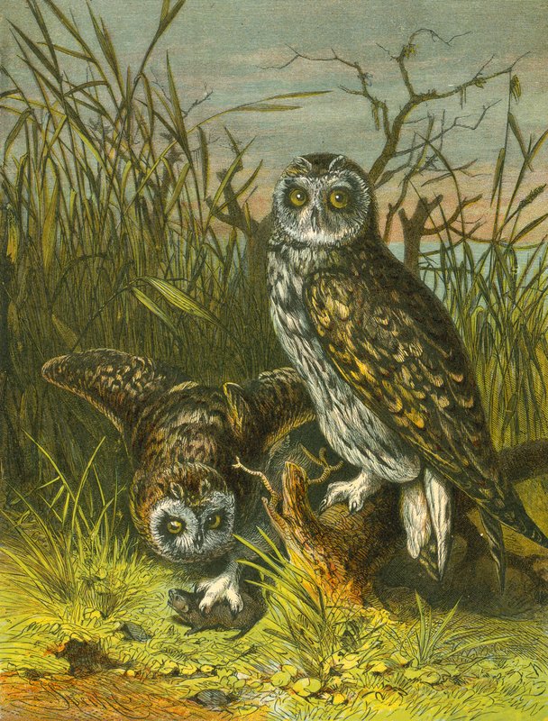 Chouettes - English School