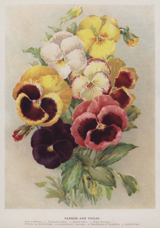 Pensées et violas - English School