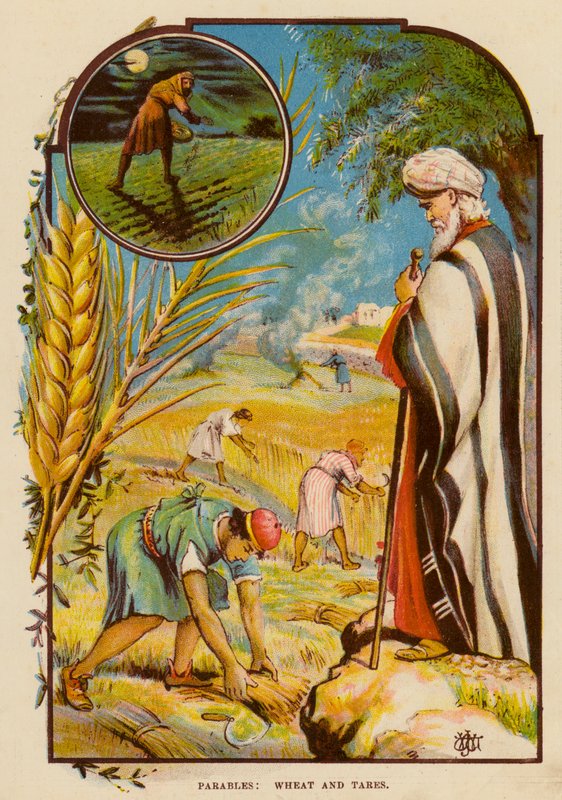 Paraboles, le blé et l