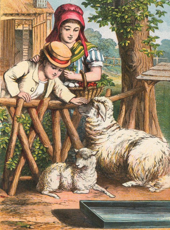 Caresser un mouton - English School