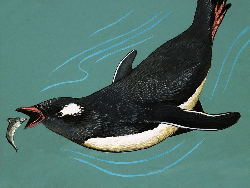 Pingouin attrapant des poissons - English School