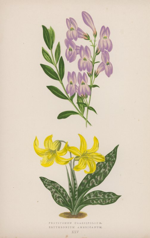 Pentstemon Crassifolium ; Érythronium Américain (lithographie en couleur) - English School