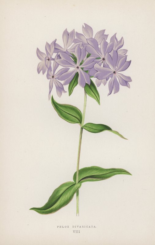 Phlox Divaricata (lithographie en couleur) - English School