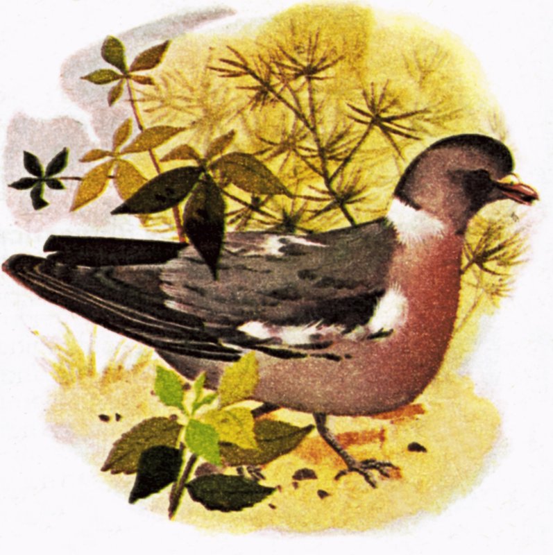 Pigeon - English School