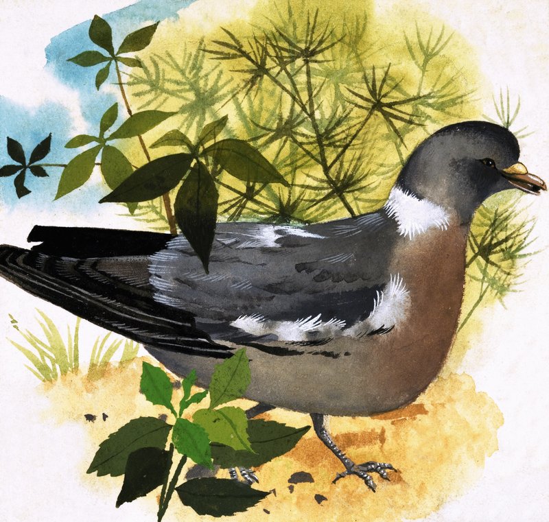 Pigeon - English School