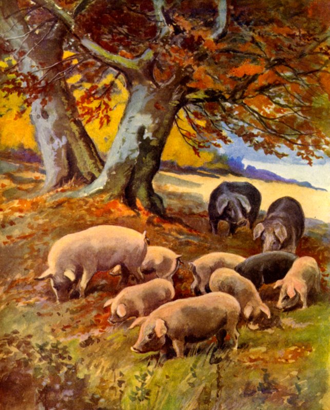 Cochons dans l