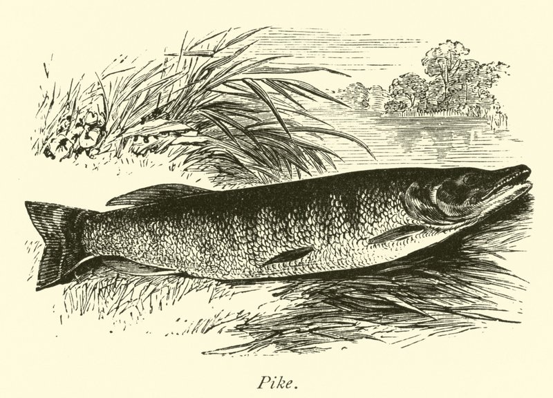 Brochet - English School