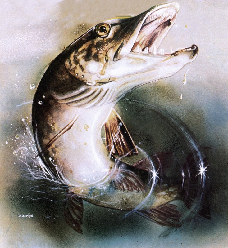 Brochet sautant - English School