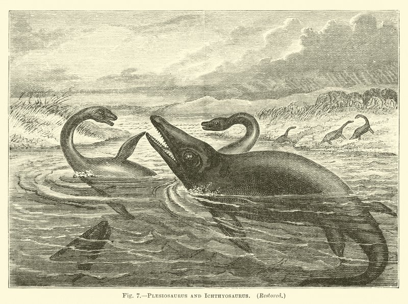 Plésiosaure et Ichthyosaure - English School