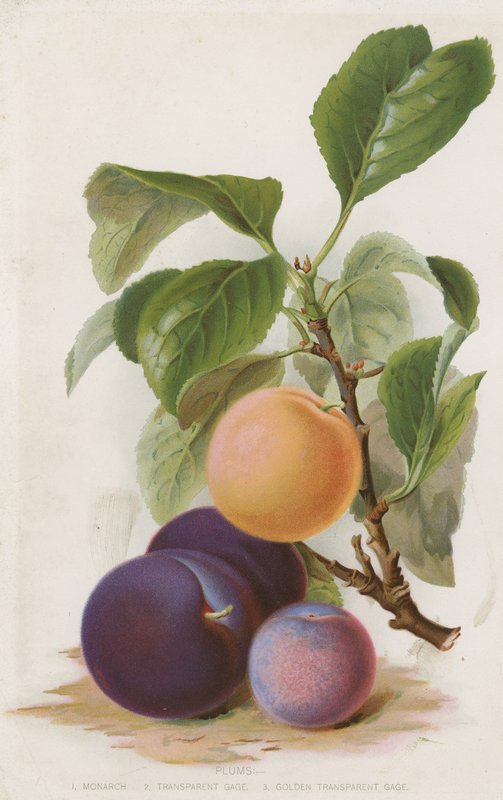 Prunes - English School