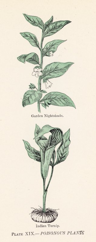 Plantes vénéneuses - English School