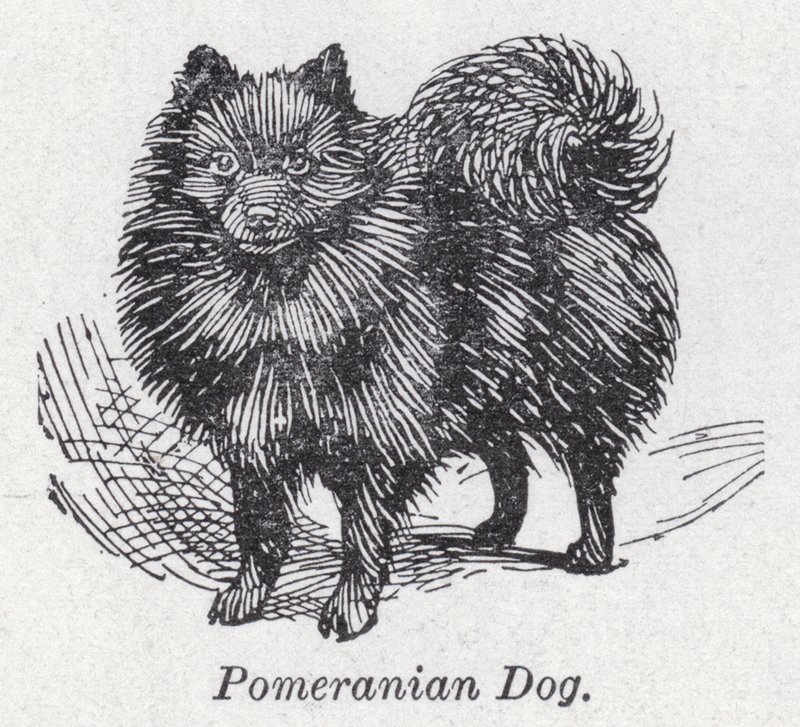 Chien poméranien - English School
