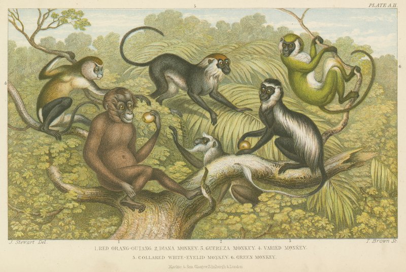 Primates - English School