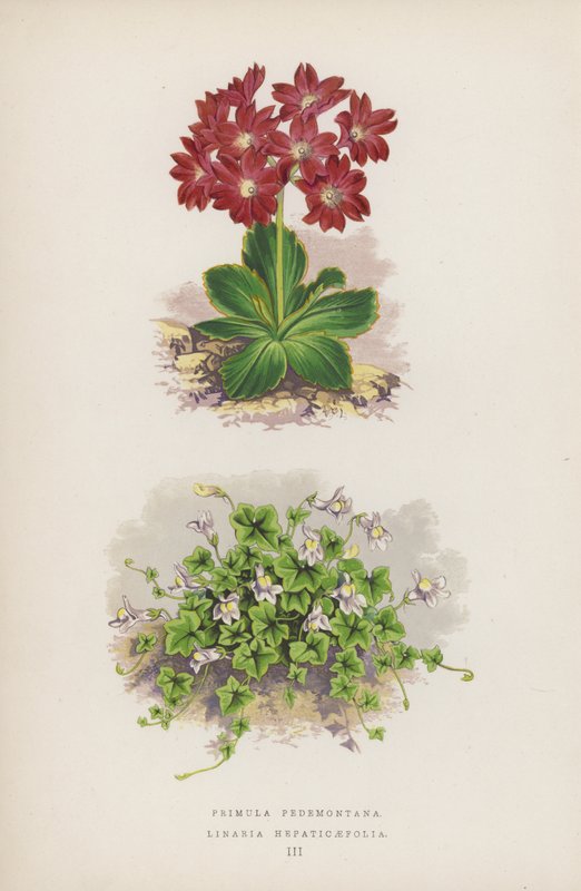Primula Pedemontana; Linaria Hepaticaefolia - English School