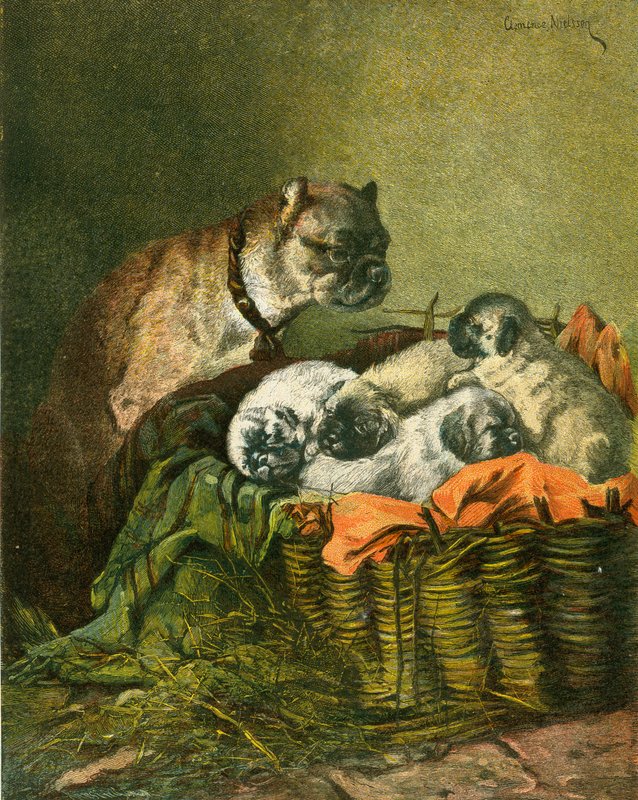 Carlin et chiots - English School
