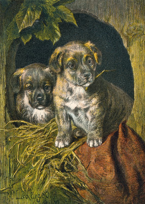 Chiots, première apparition - English School