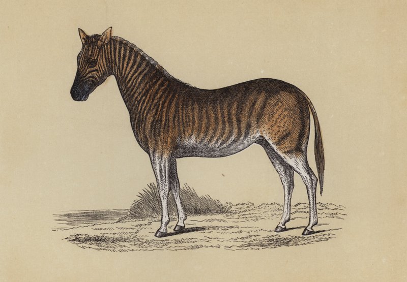 Quagga - English School