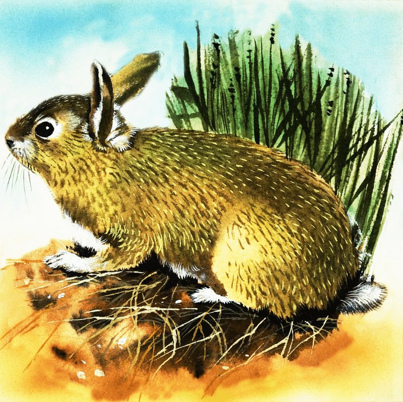 Lapin - English School