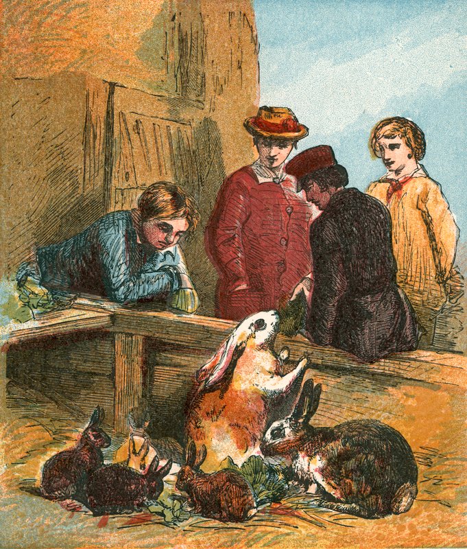 Lapins - English School