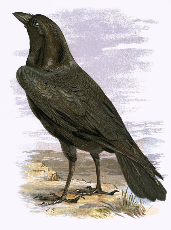 Corbeau - English School