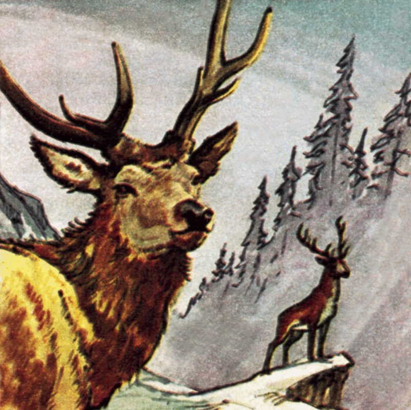 Cerf rouge - English School